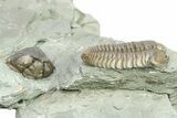 Flexicalymene Trilobite Fossil WIth Enrolled Specimen - Indiana #284160-2